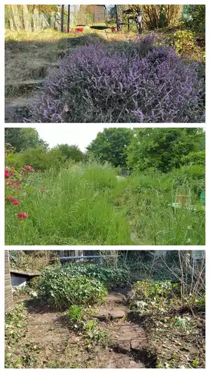 réstauration jardin naturel à Bruxelles, Orvet dans mon jardin, éco-jardinier Uccle